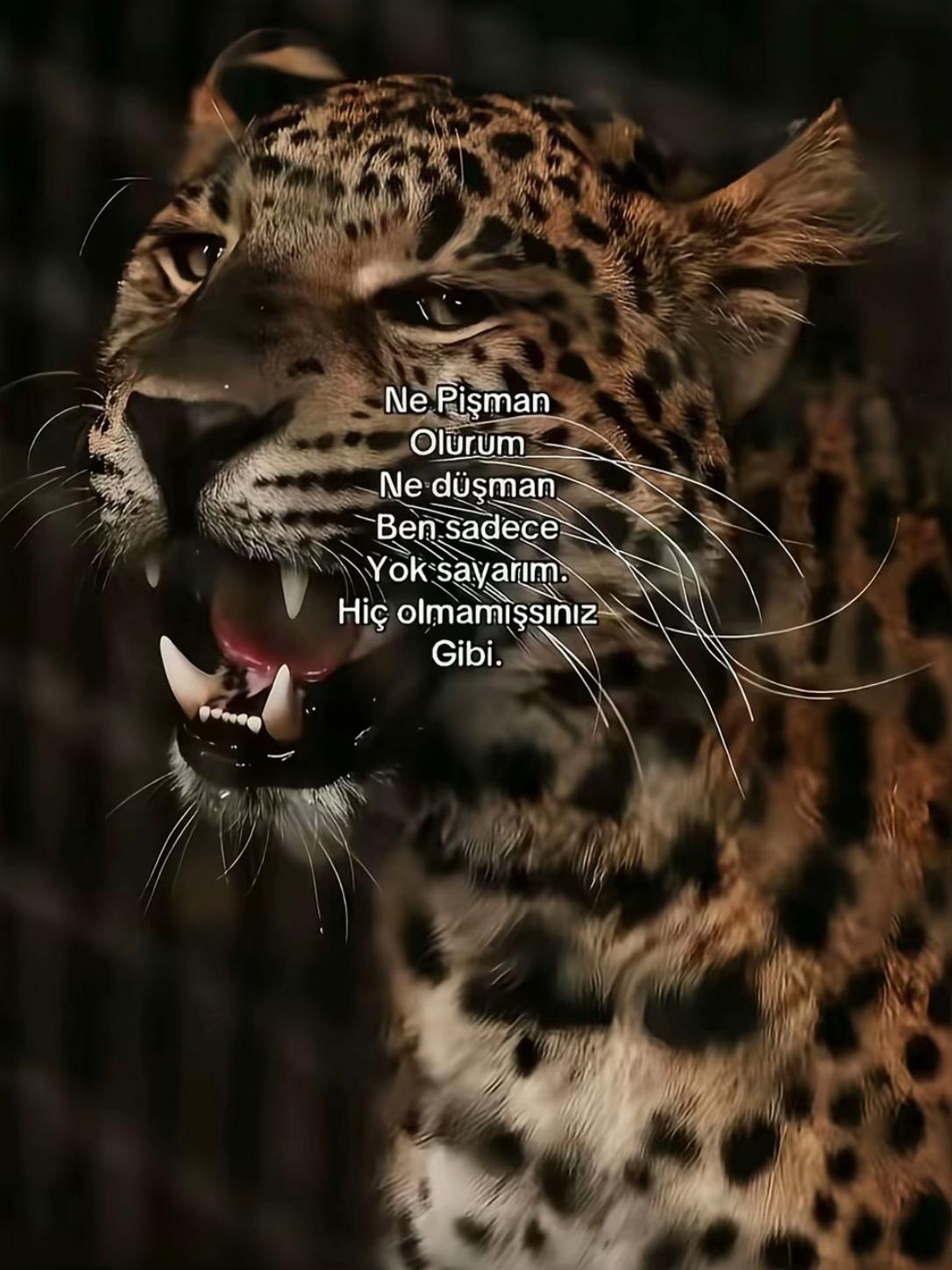 @𝓜𝓾𝓼𝓽𝓪𝓯𝓪 𝓐𝓵𝓪𝓴