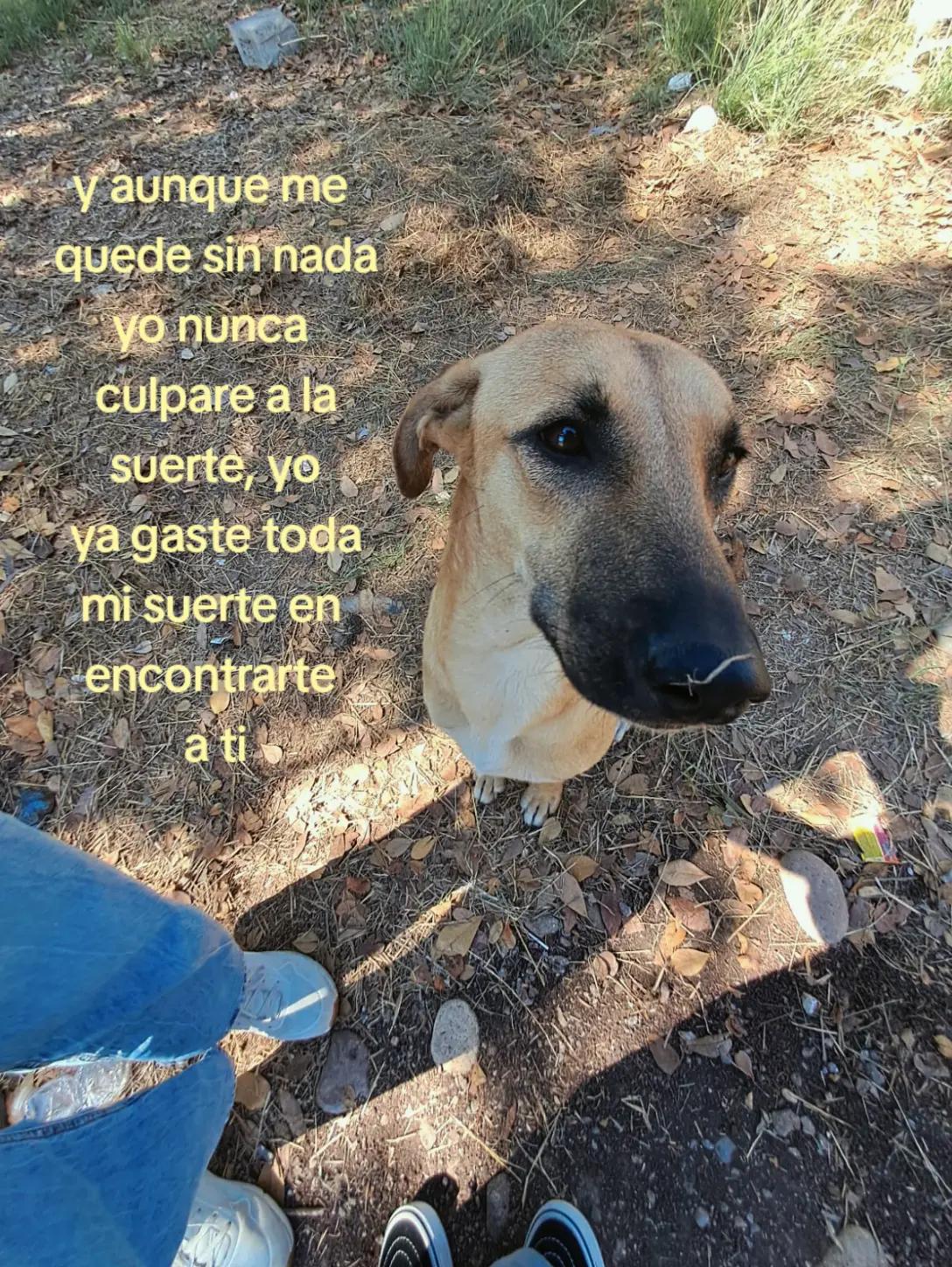 @camiluchiss