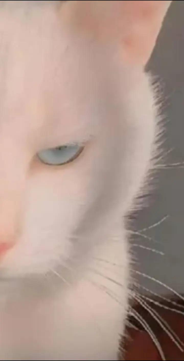 @kiraf