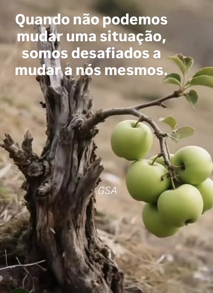 @Ocimar.