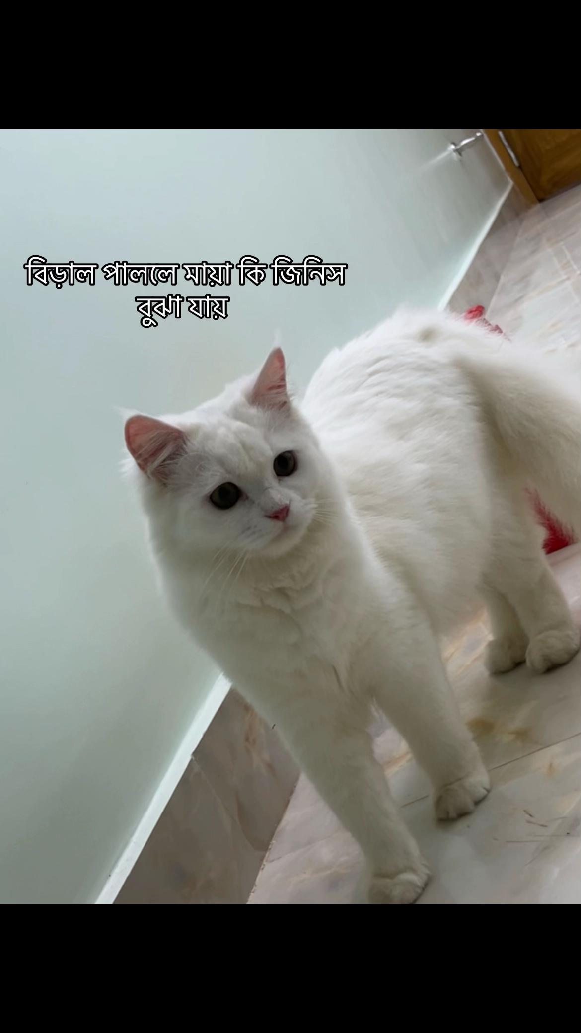 @🐇🐰elma... nohayet 🐈😸