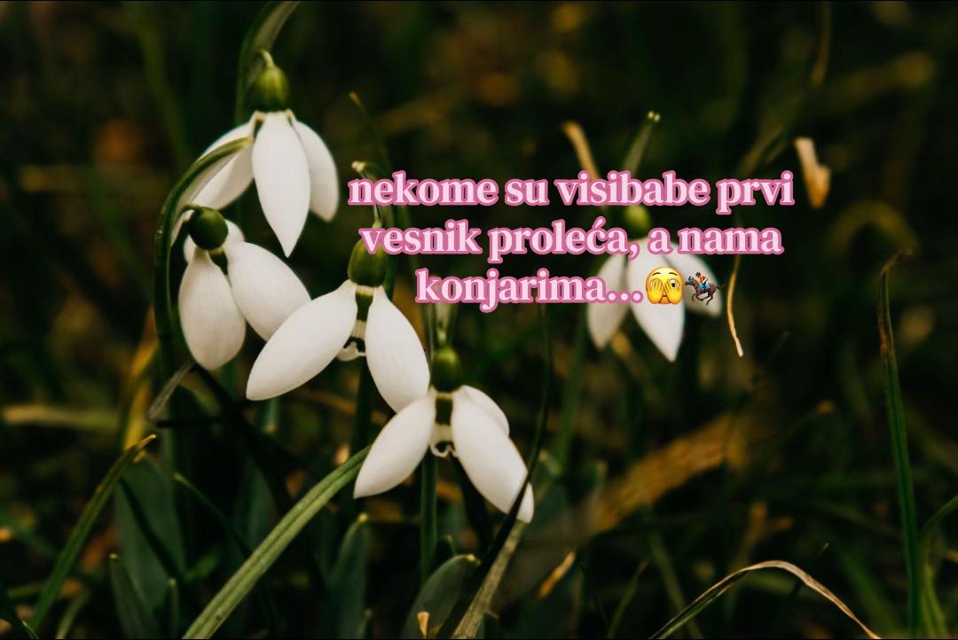 @Ivana.