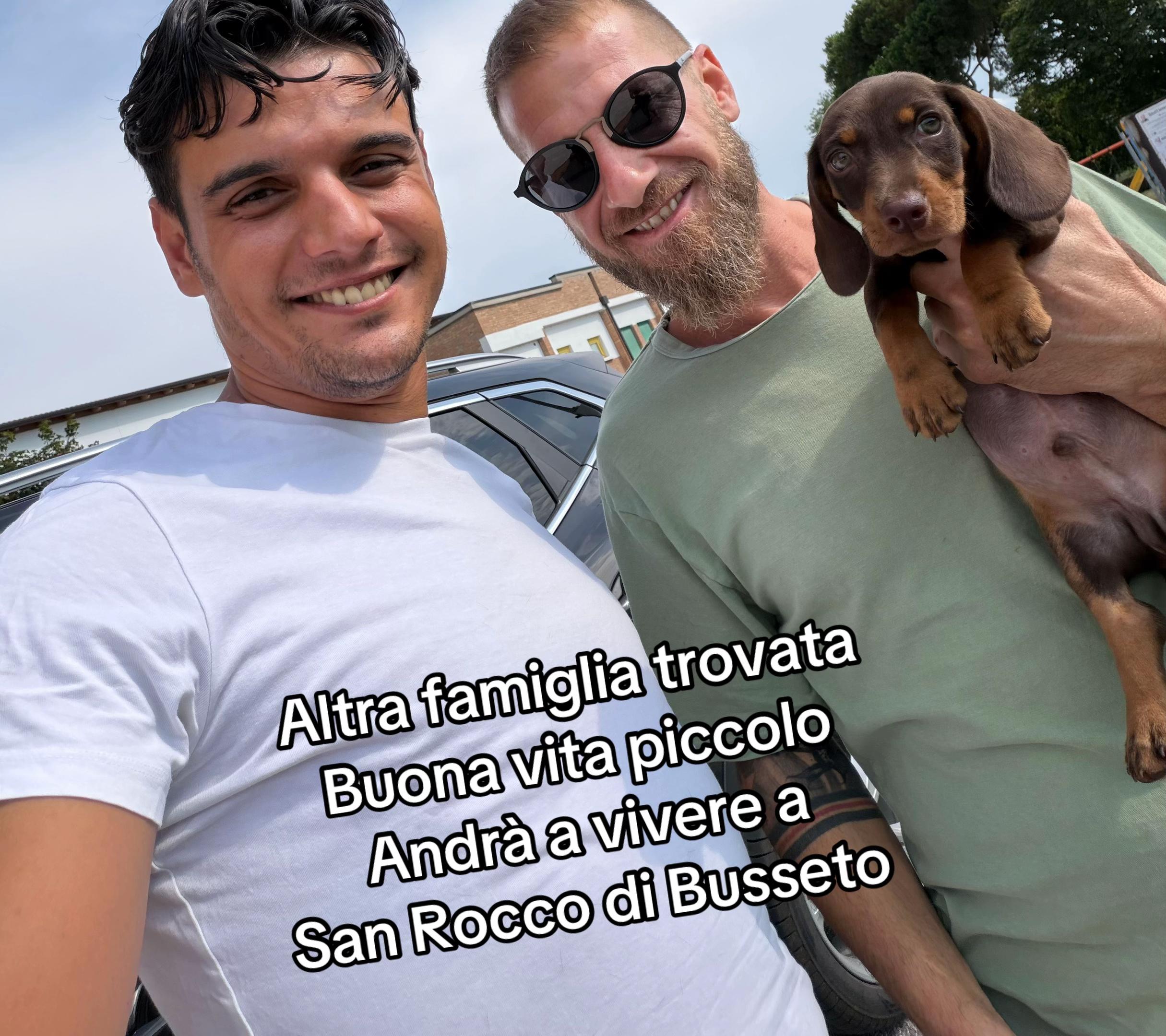 @DonatoBulldogFranceseCuccioli