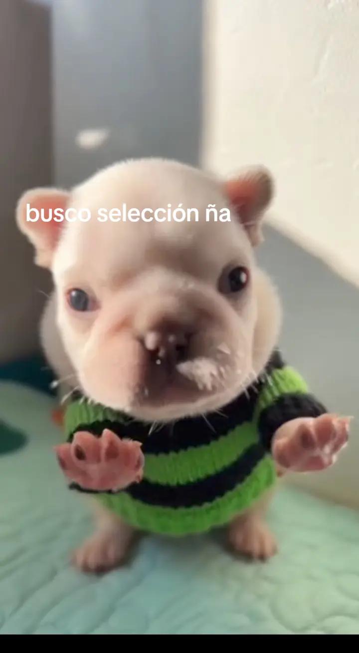 @Dante ezgg