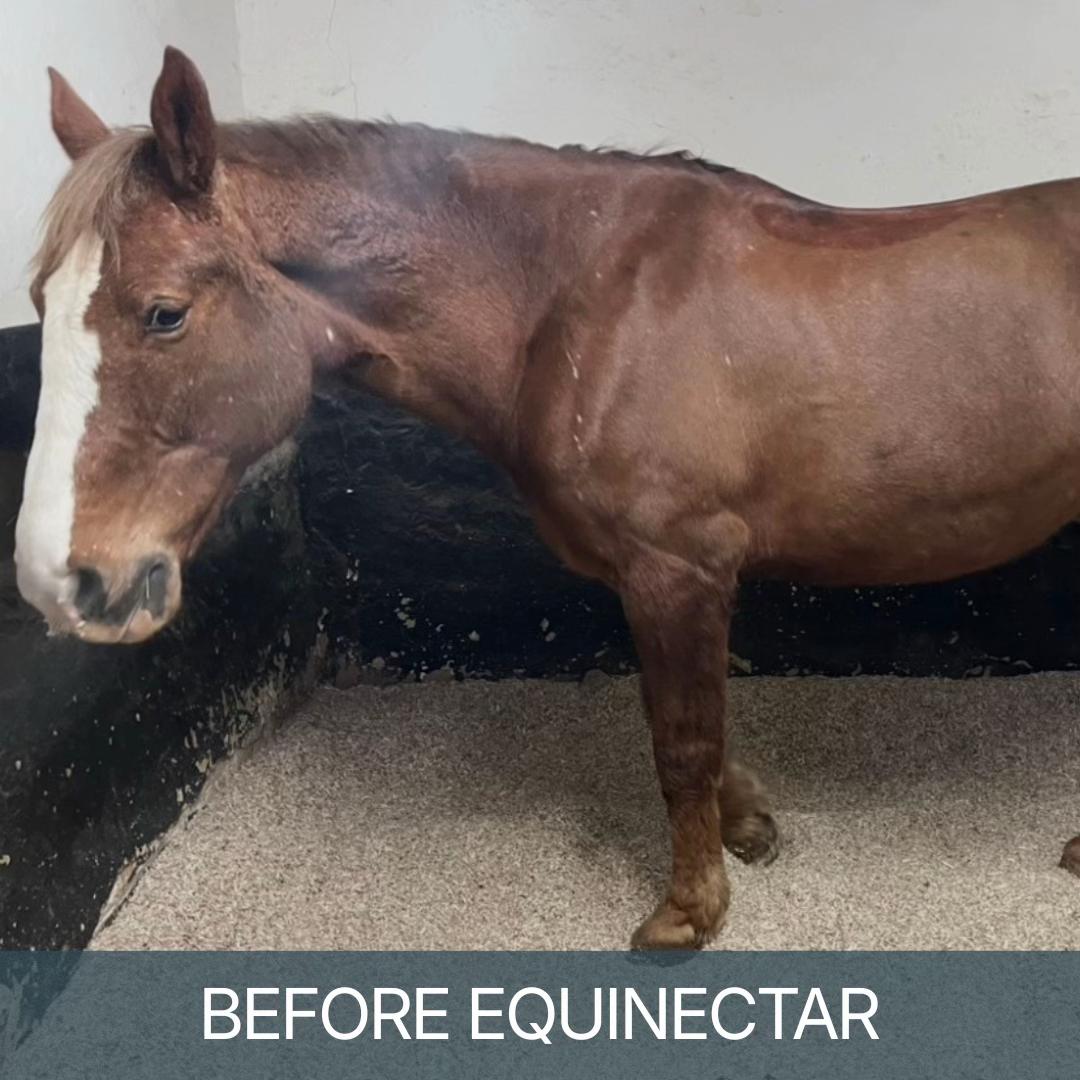 @equinectar