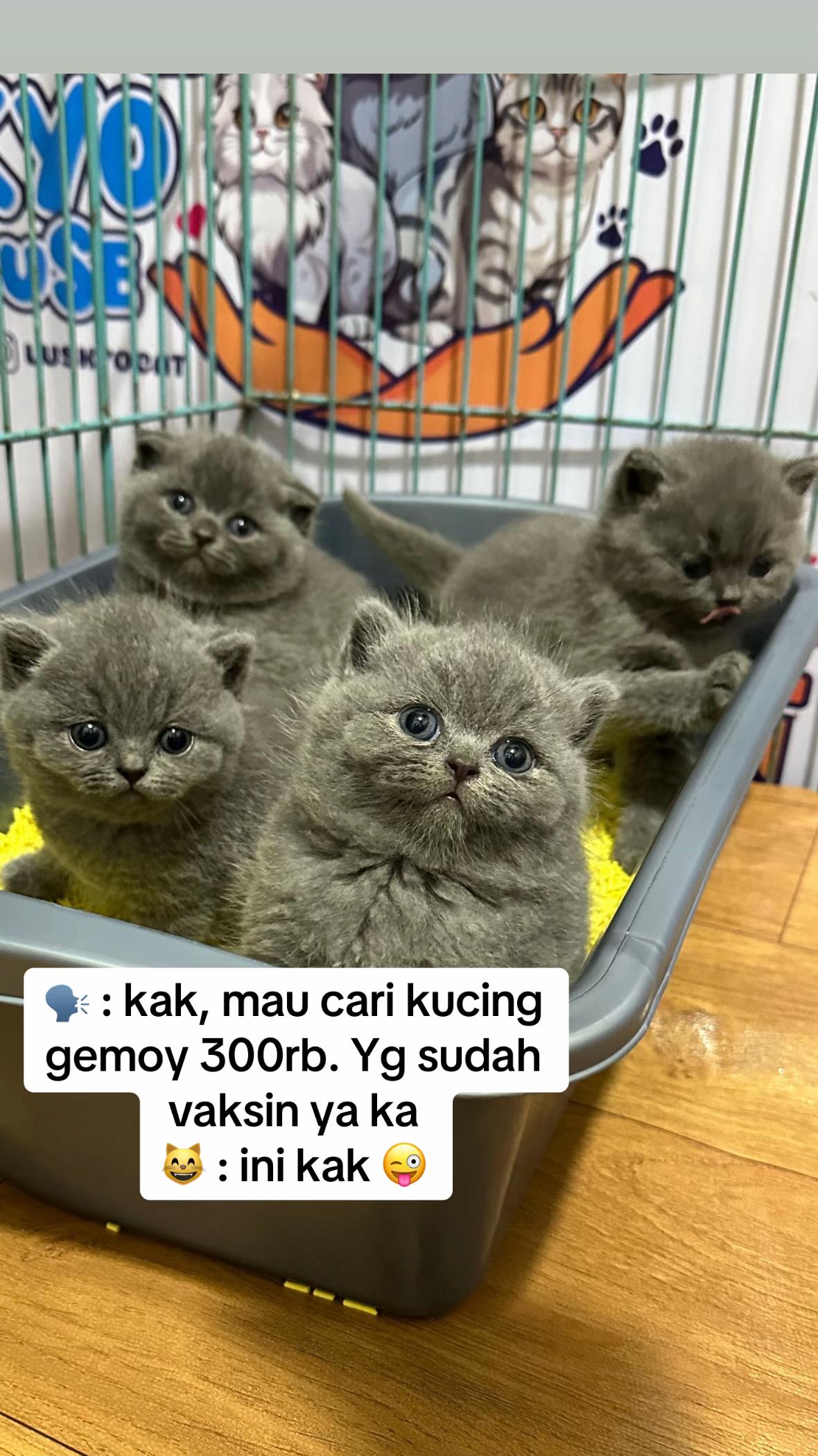 @Luskyocat