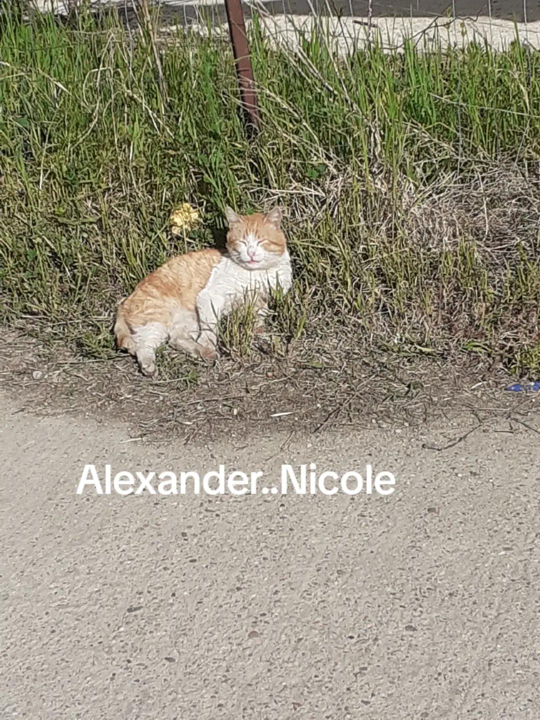 @Alexander..Nicole