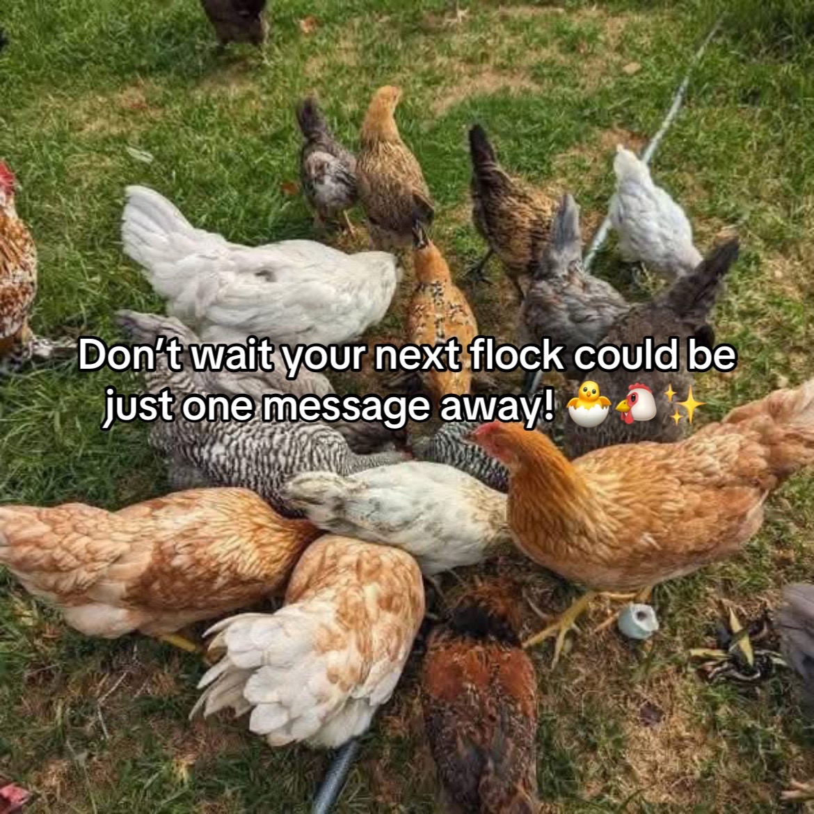 @Live stock animals ๐ชฟ๐๐๐๐ฅฌ