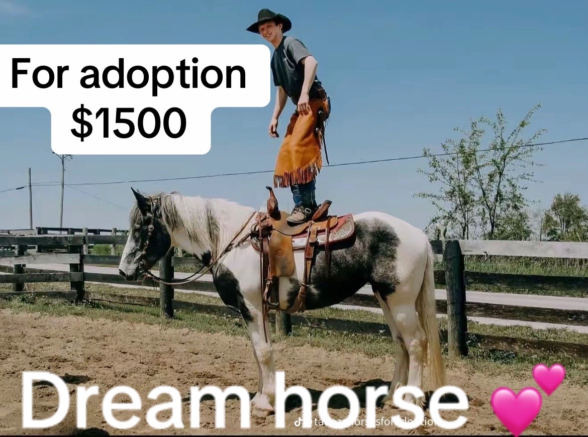 @PERFECT HORSES FOR ADOPTION