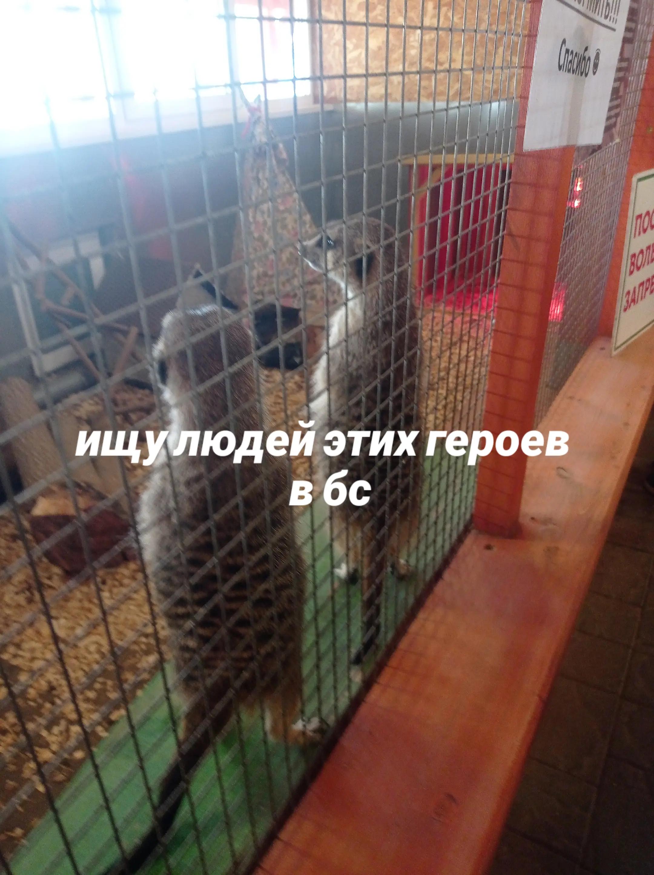 @крыса🐀