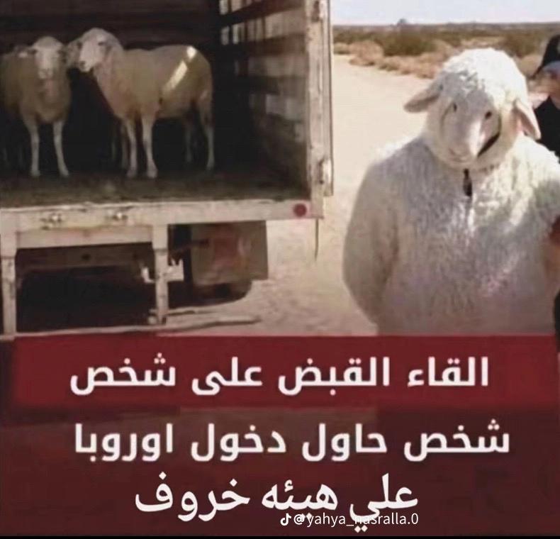 @Hamza البرازيلي 🇧🇷