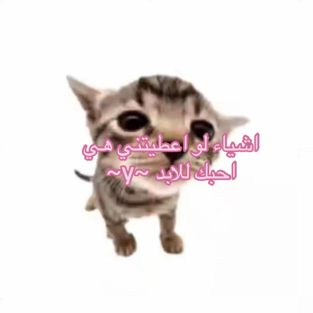 @⸜(｡˃ ᵕ ˂ )⸝ miku >//< 🎀🍮 みこ