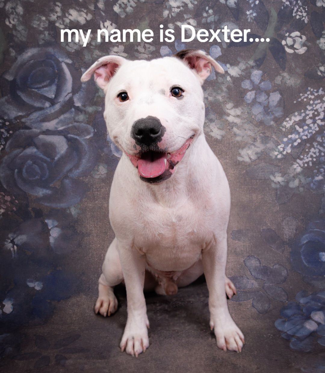 @Dexter's mum 🐾