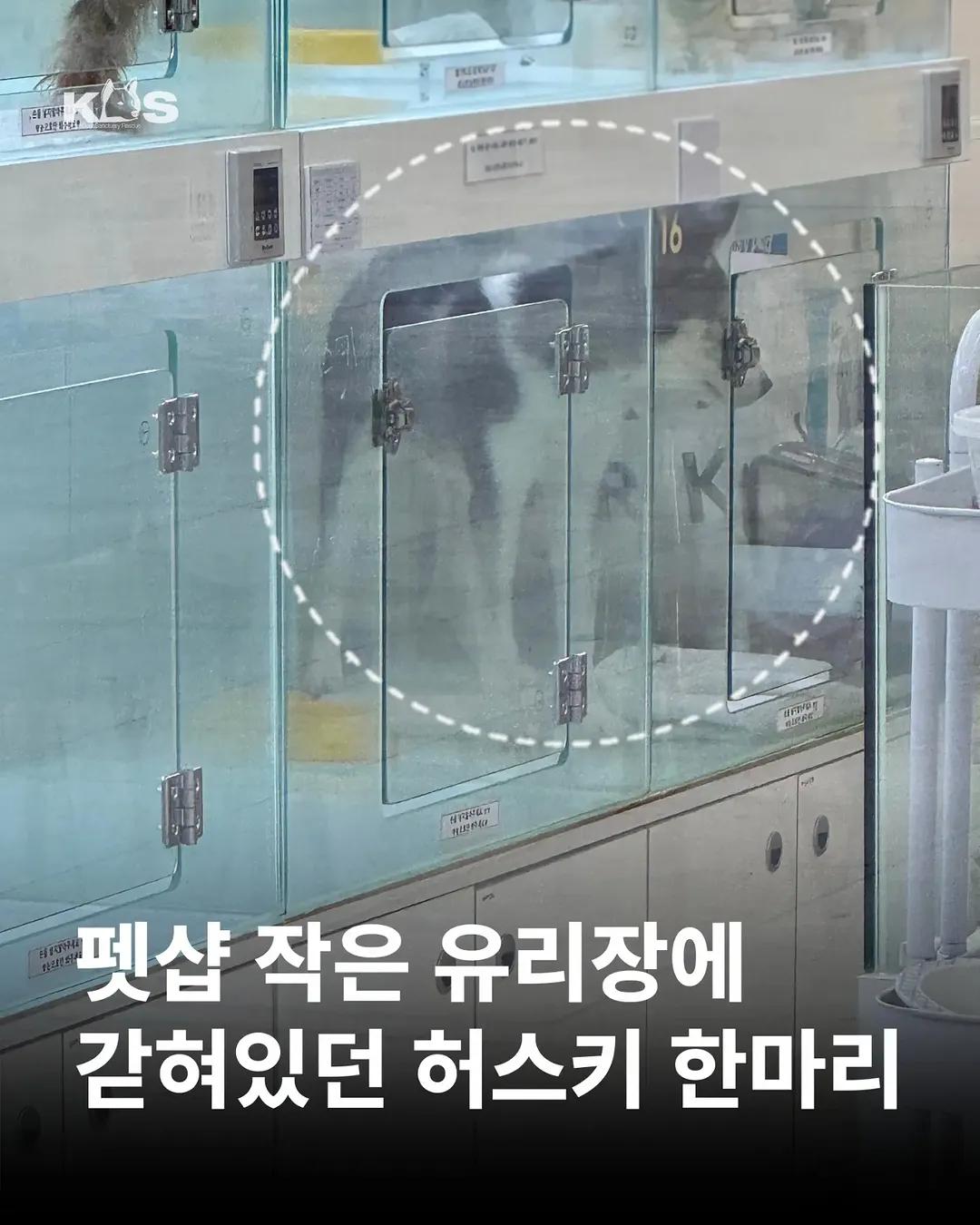 @🐶🐶엄지맘🦮🐕&zwj;🦺🐩