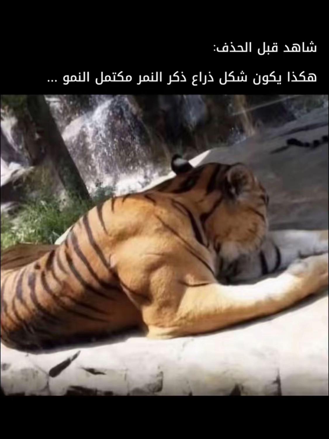 @madix🇩🇿