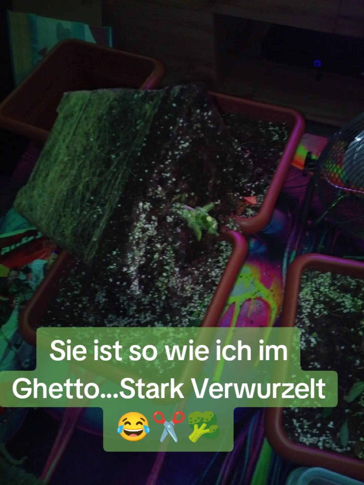 @420_Kaktus.Gurke_69