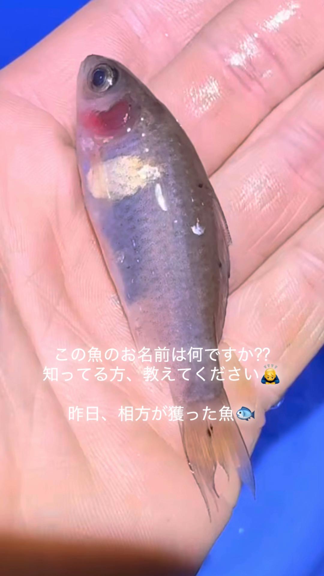 @亀丸水産社長🐢