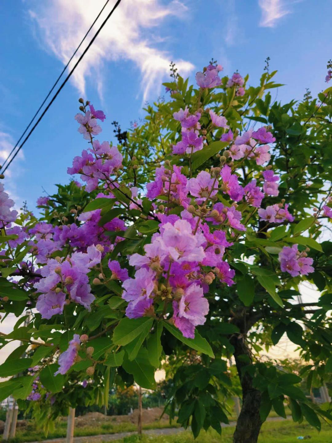 @Dược sĩ Xuân
