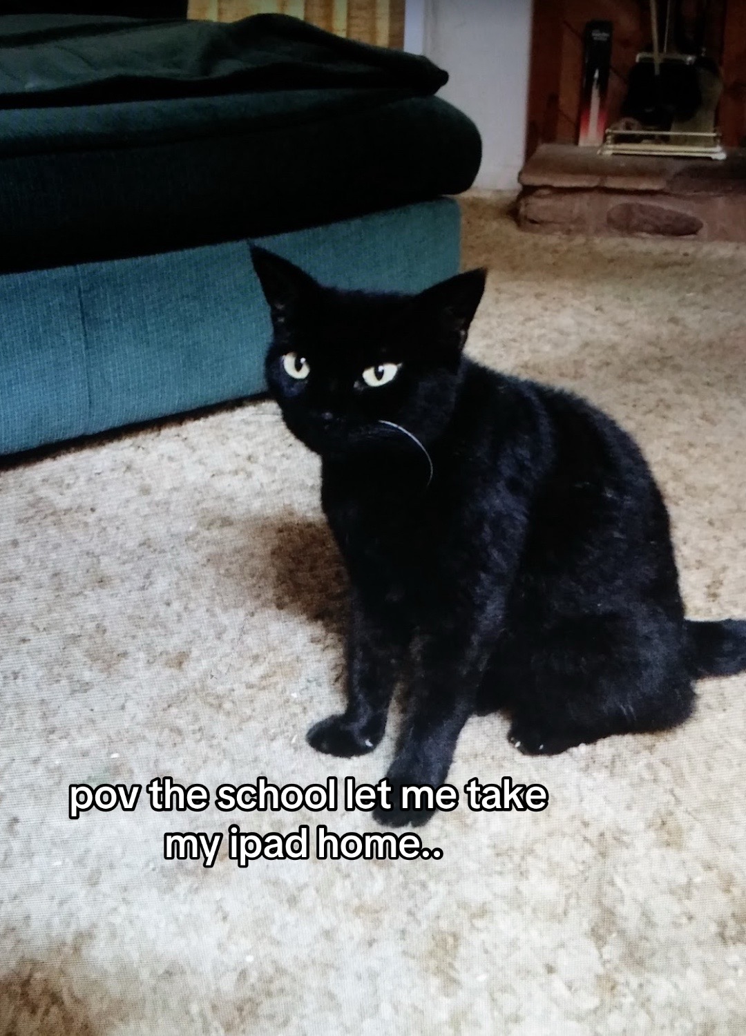 @lora’s lil crew 🐈⬛🫶🏼