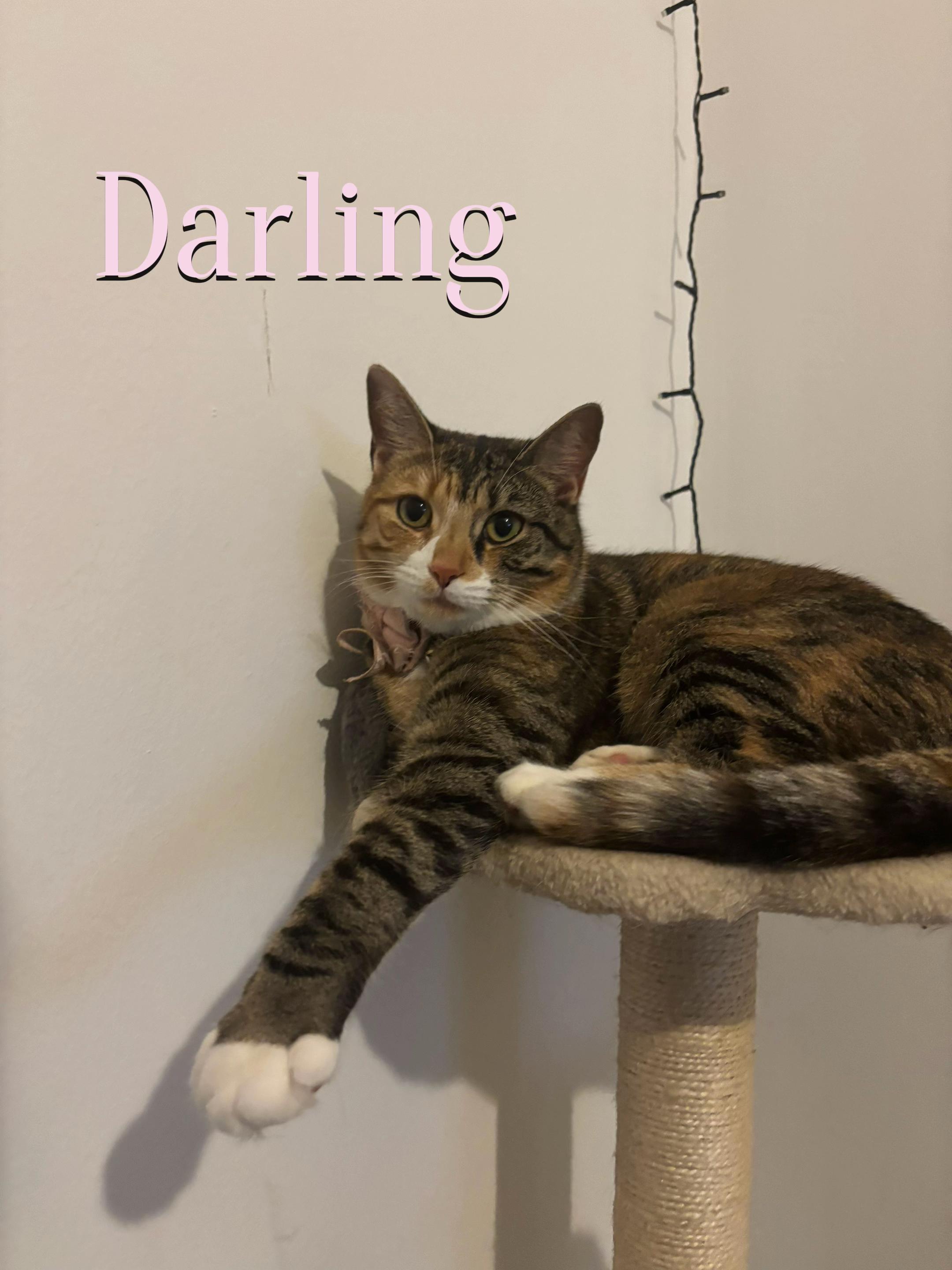 @mitsy.the.cat01