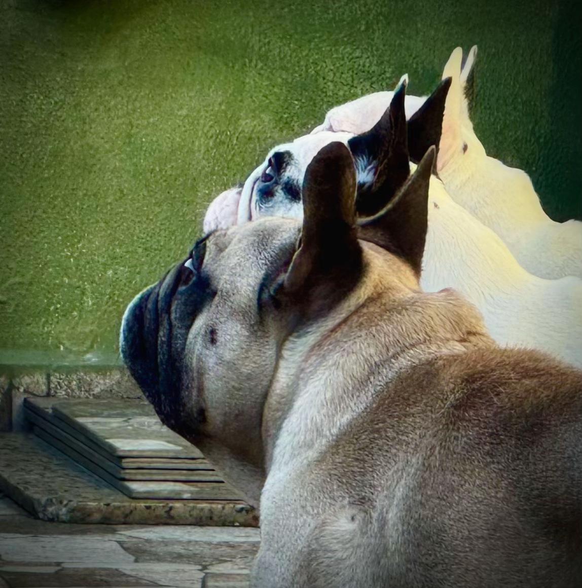 @Bosphorus Bulls French Bulldog