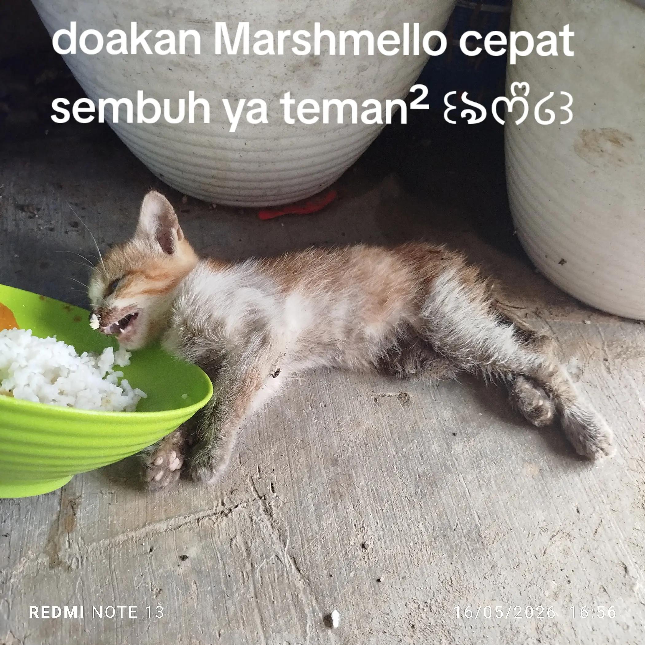 @ᰔᩚNaomii★