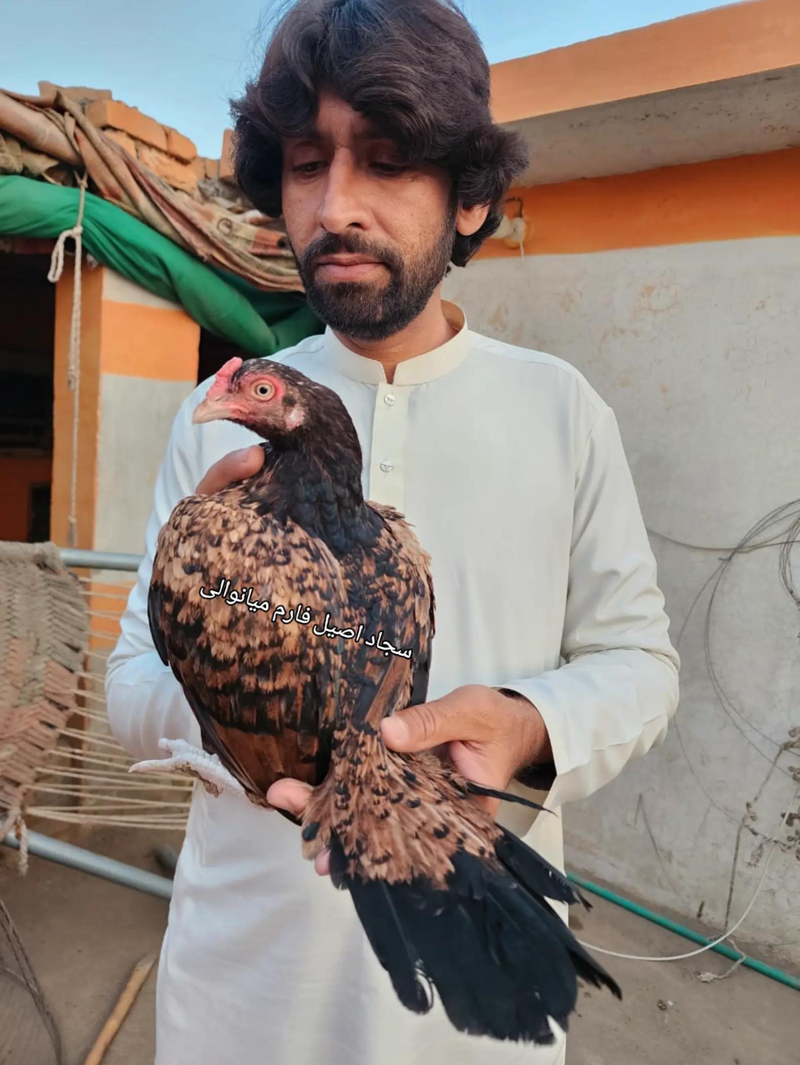 @Sajjad Aseel Farm