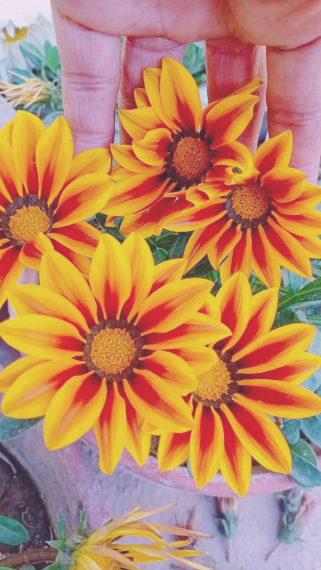 @💞Only_Flowers💞