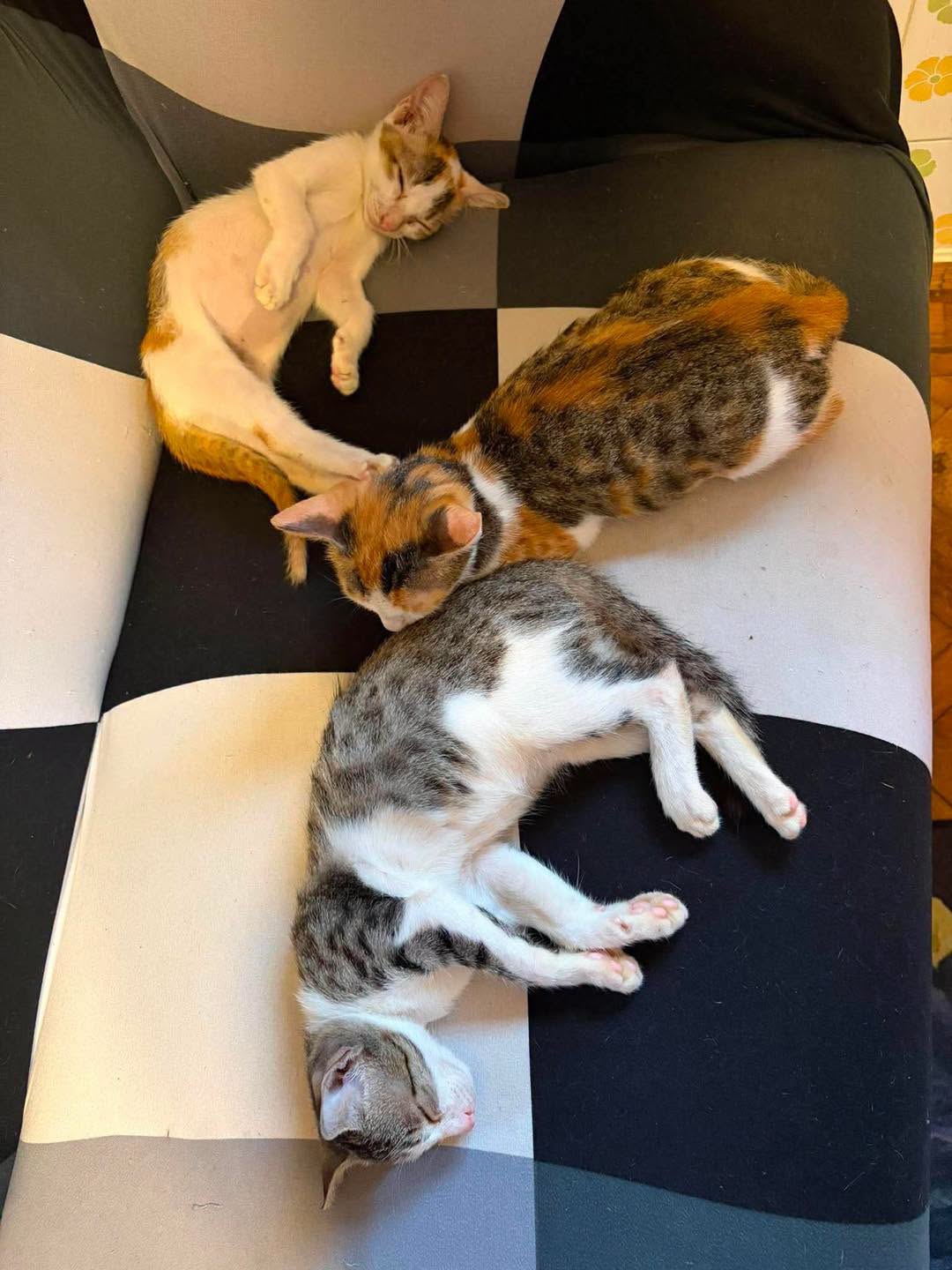 @MyanmarStreetAnimalProtection