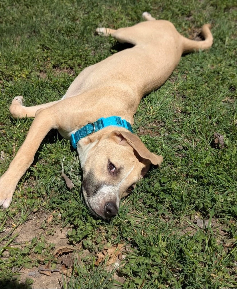 @405&ensp;Animal&ensp;Rescue