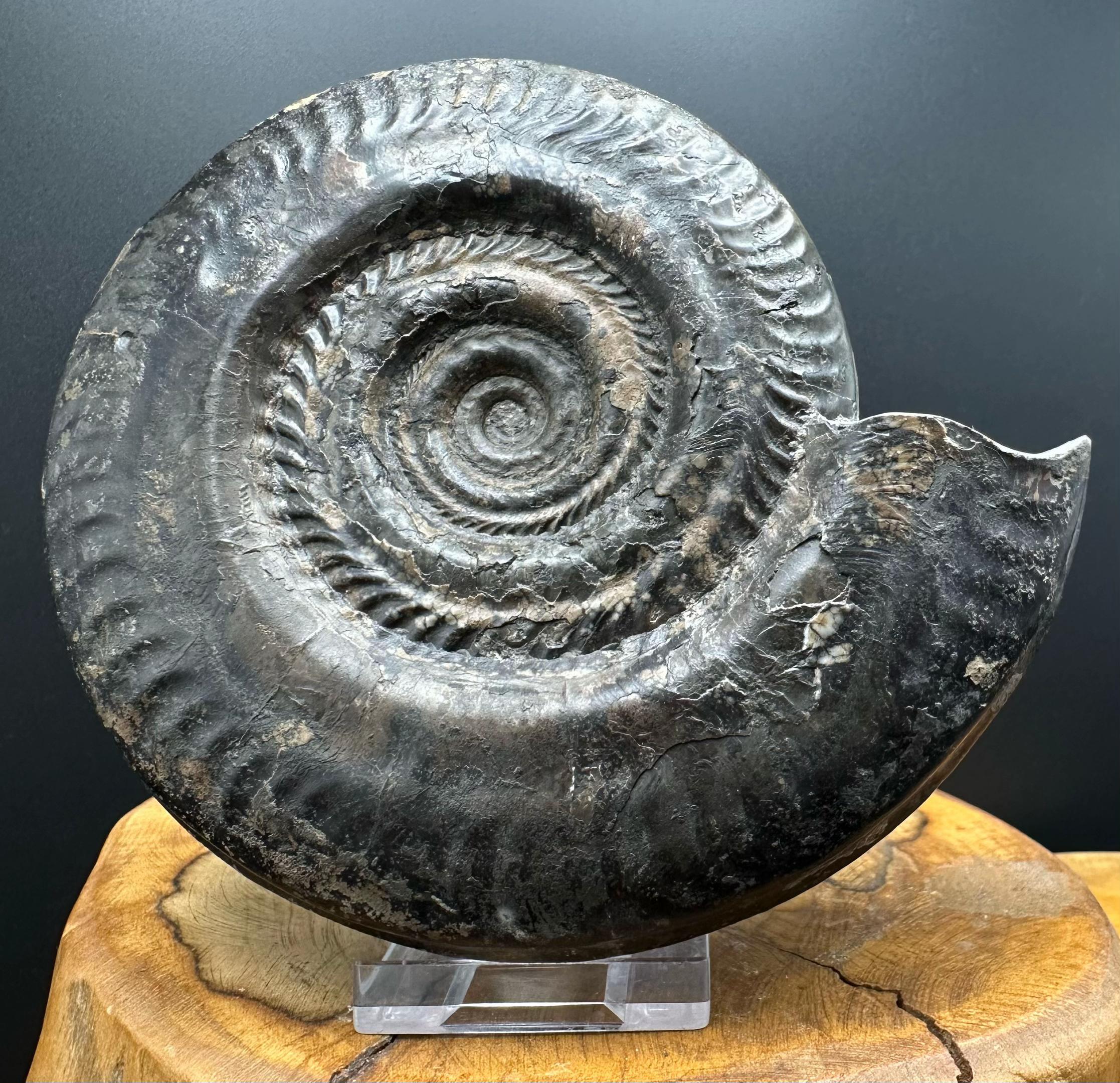 @yorkshire.fossils