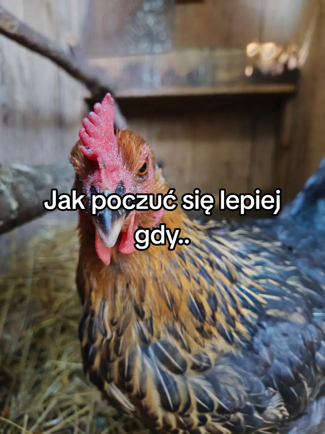 @KochamKurki❤️🐔