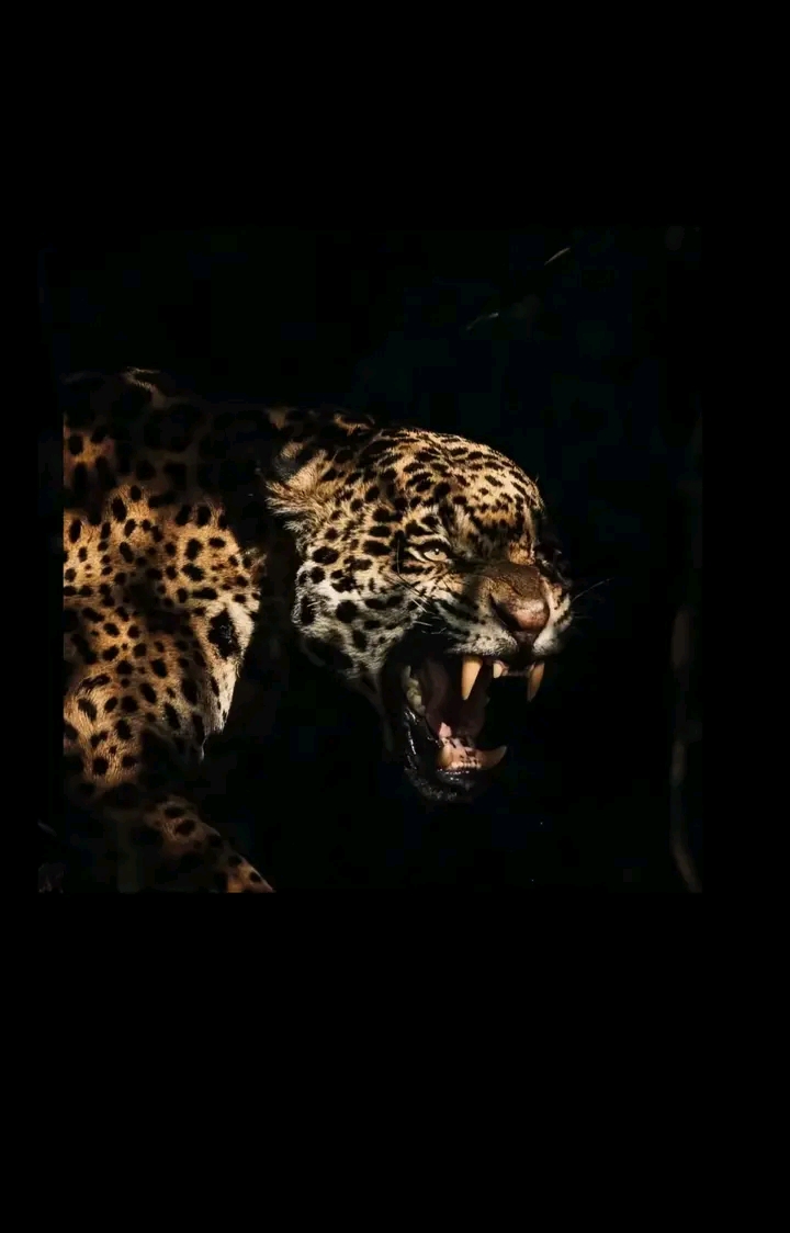 @"✓^Aـ٭'i'٭ـl٭^√"
