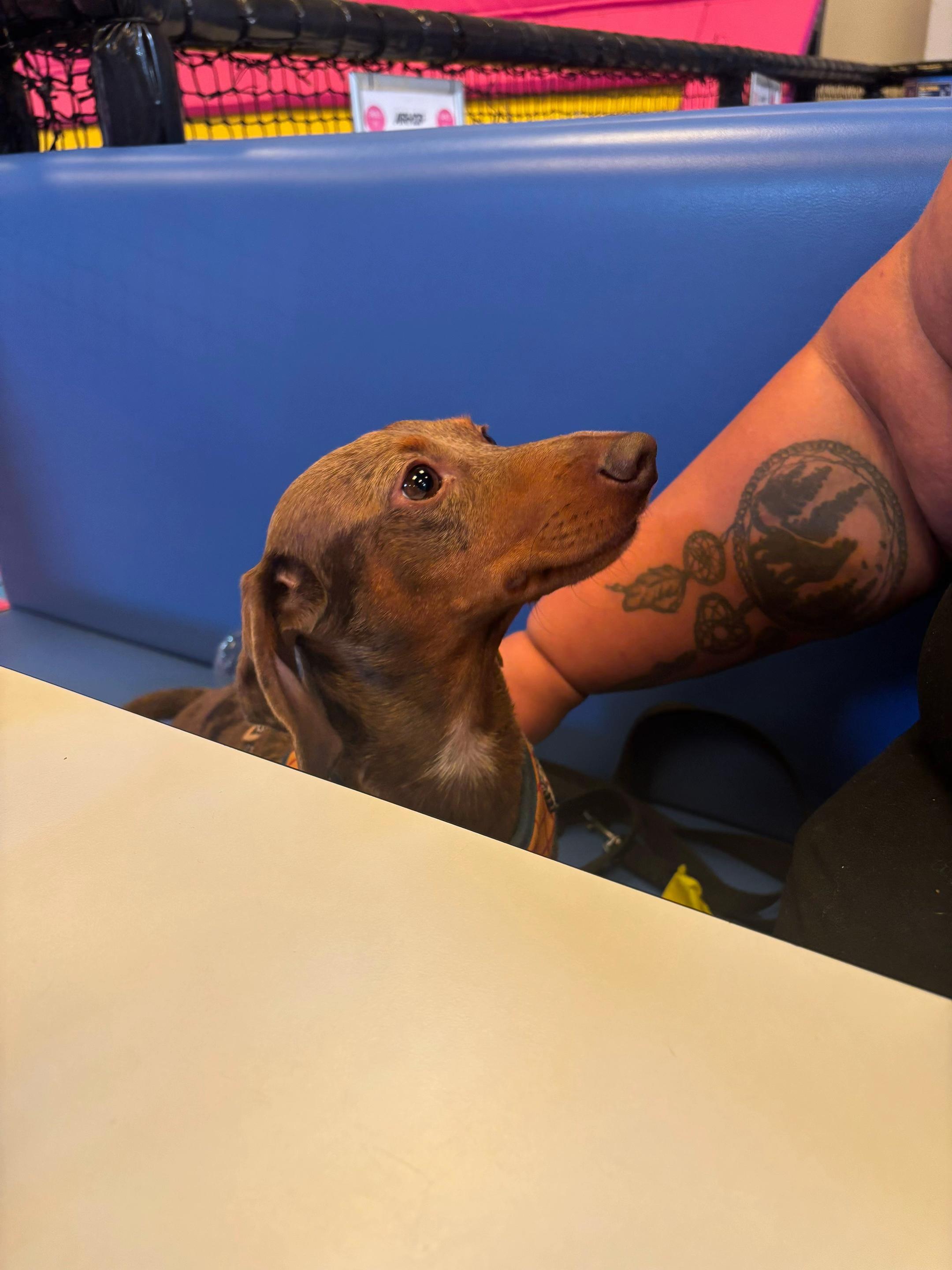 @marleythesausagedog