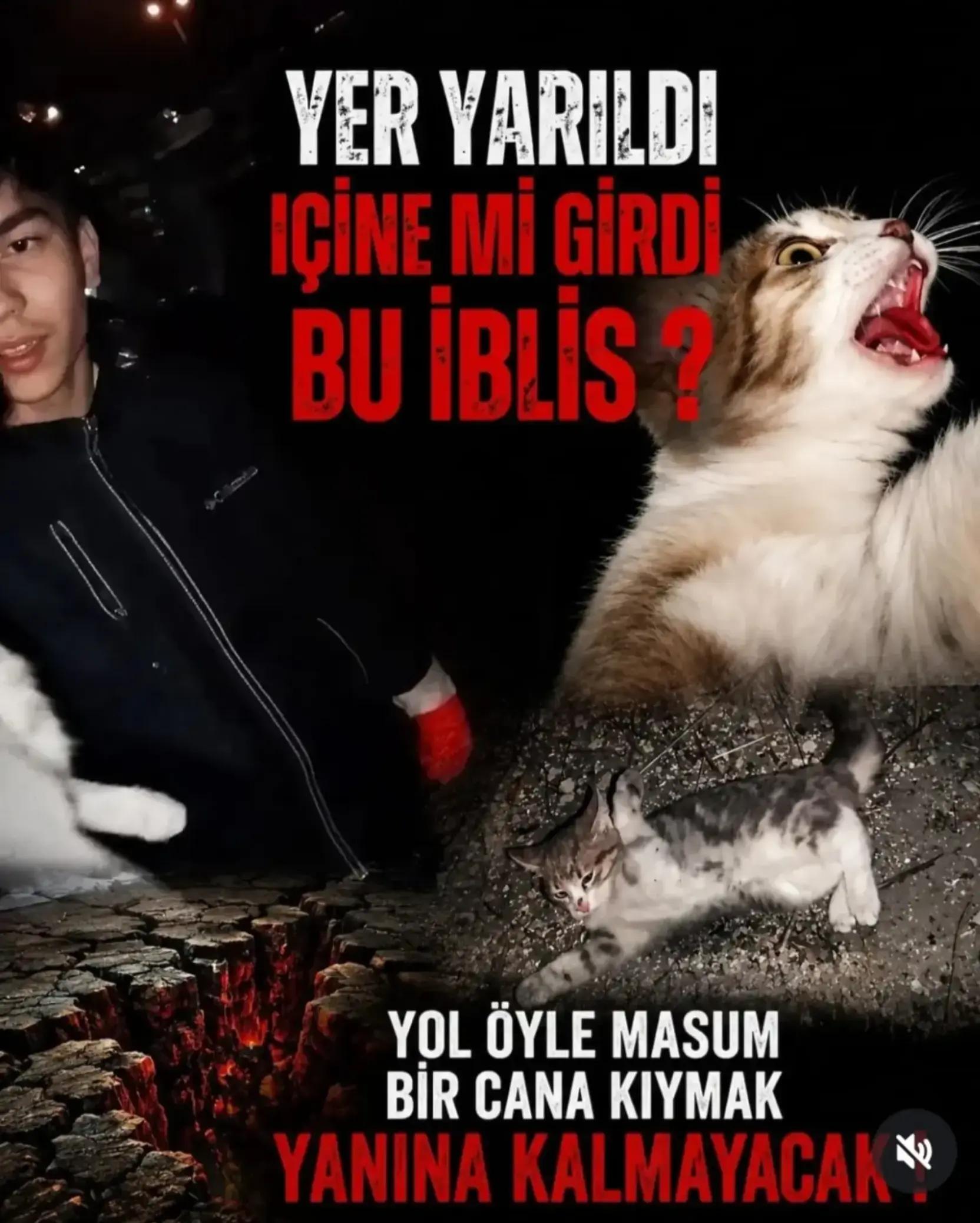 @İstanbul pati dunyasi