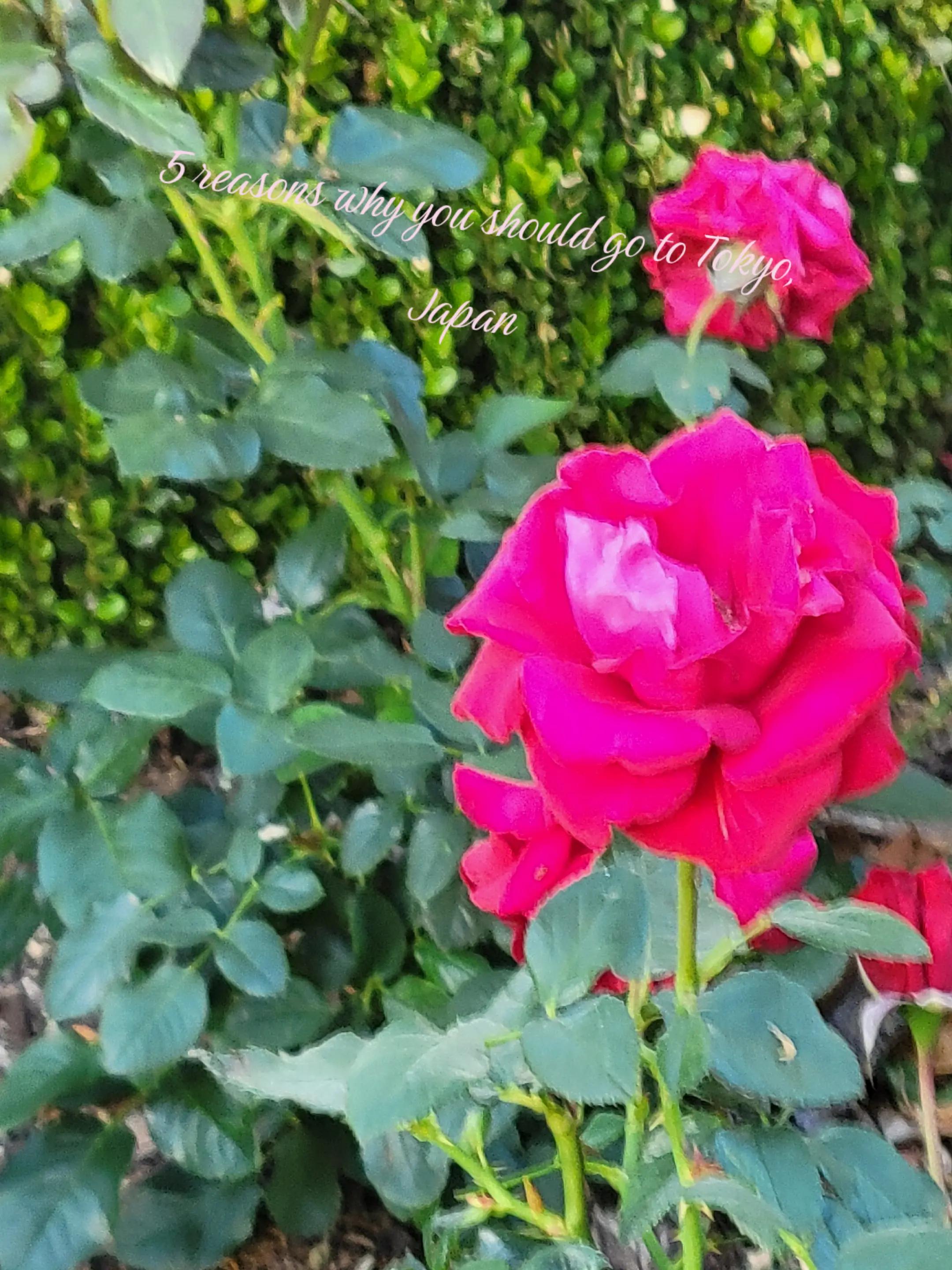@🌺𝓱𝓪𝔃𝓮𝓵🌷