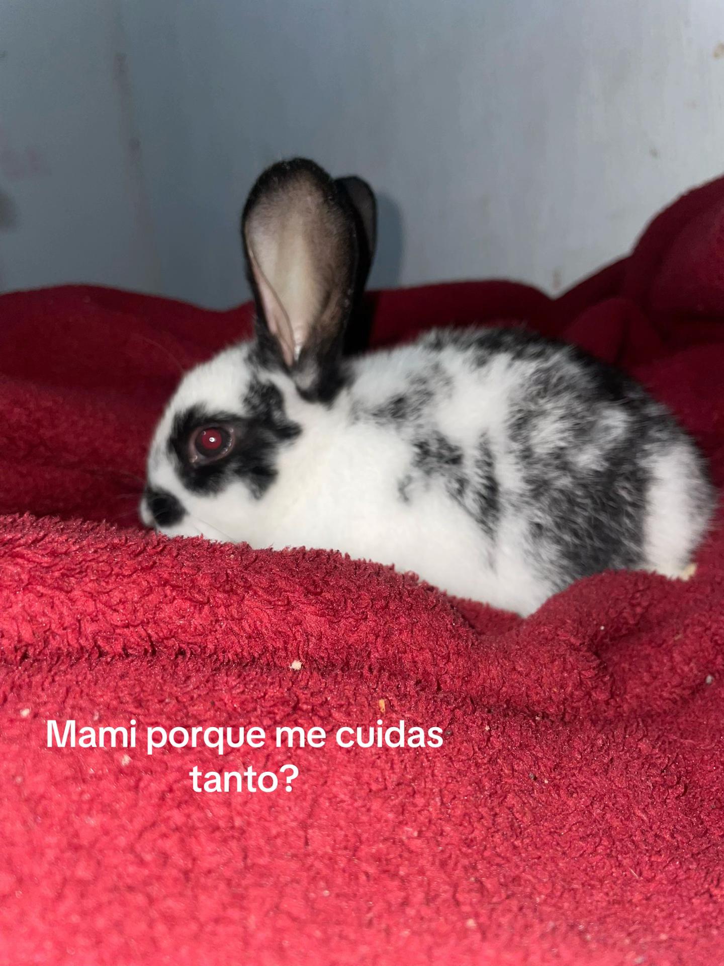 @Lili🐾!