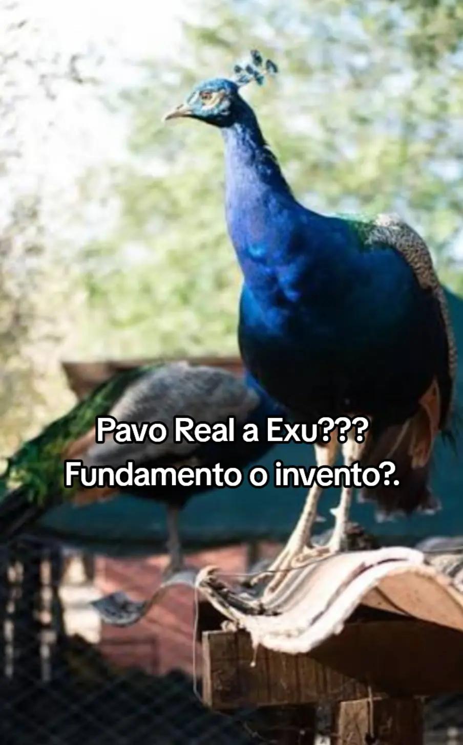 @magia.axe