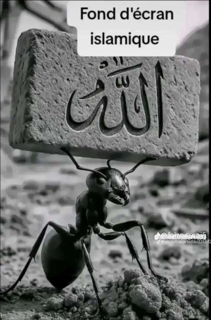 @saalim