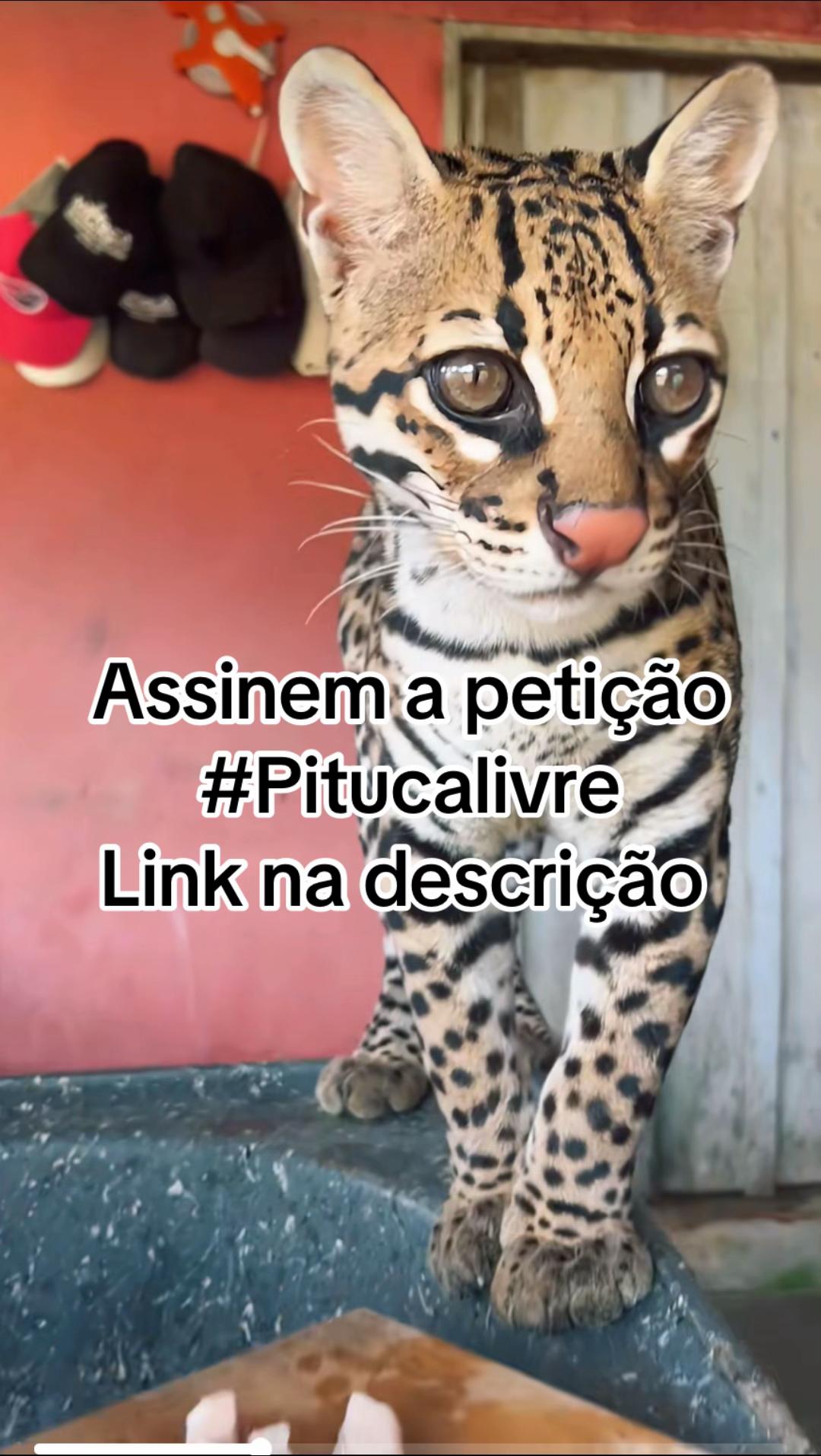 @Elisabete Silva