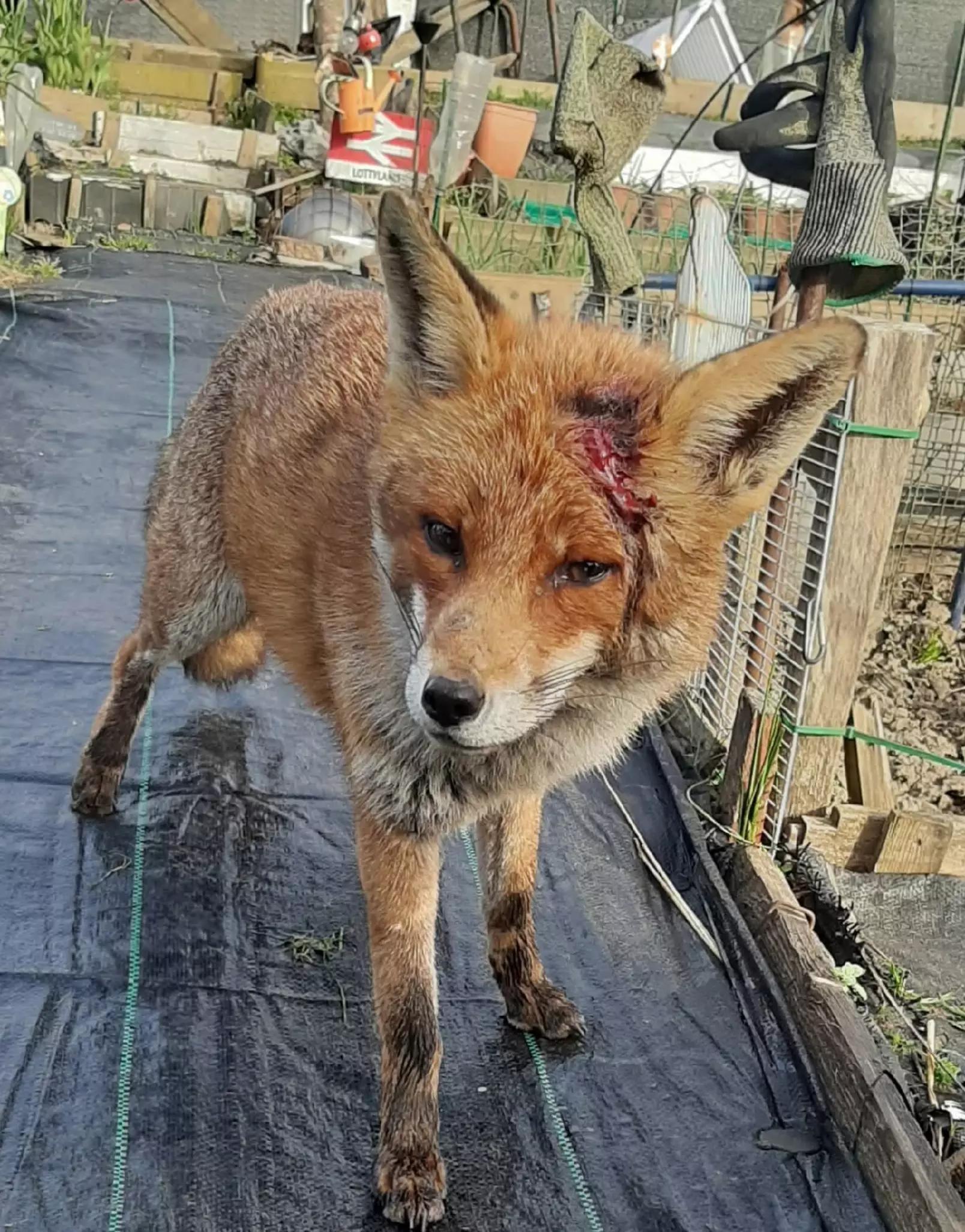 @John the Fox