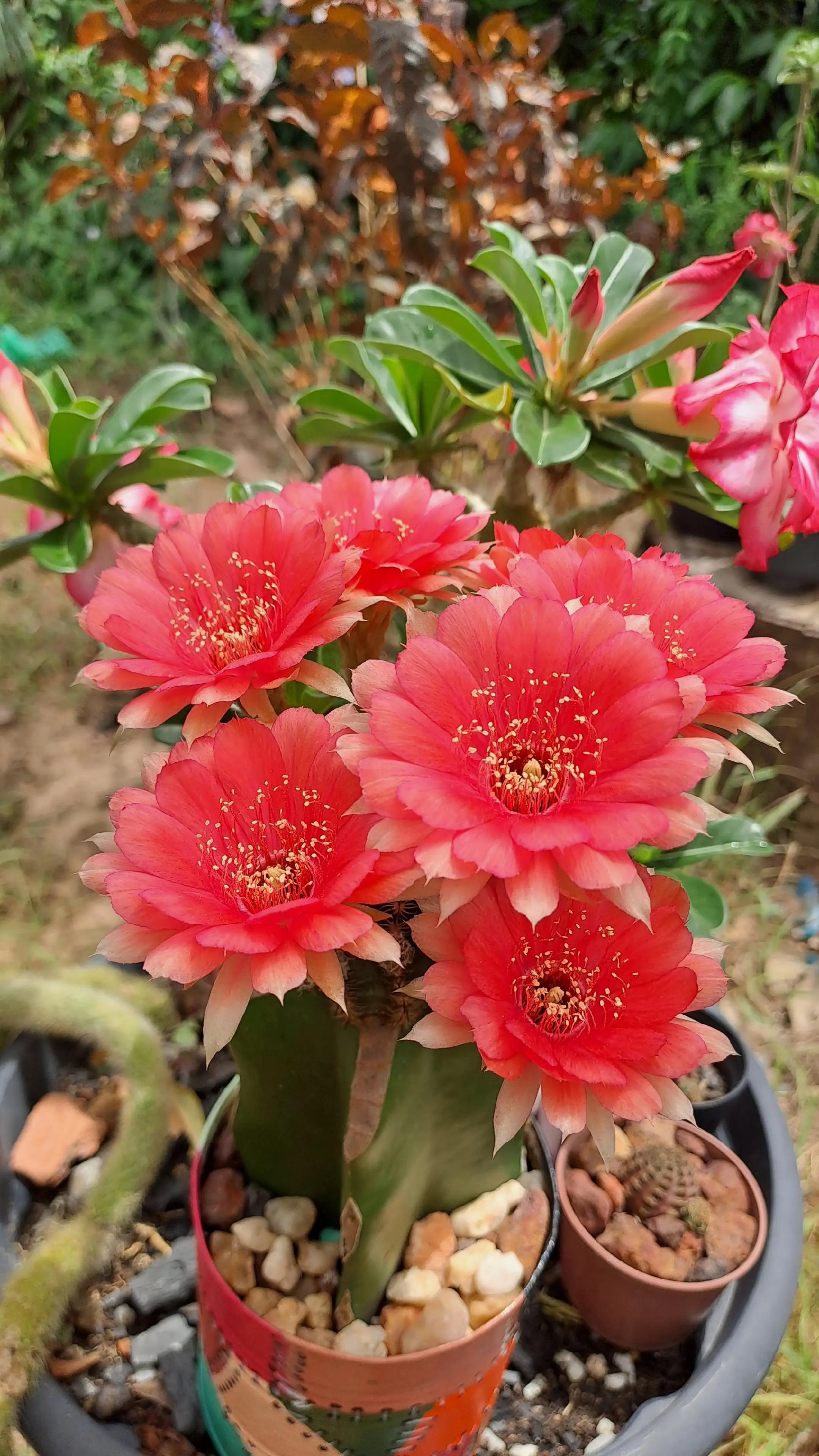 @Val Brito🌻✍️
