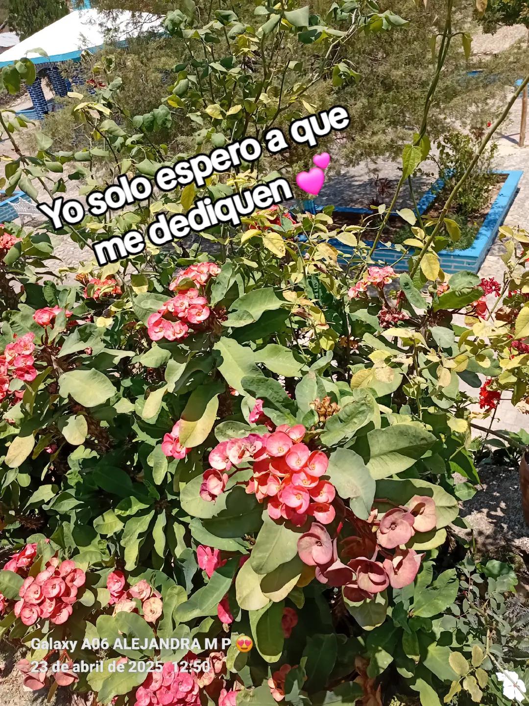 @Alejandra M P (💙🦋)