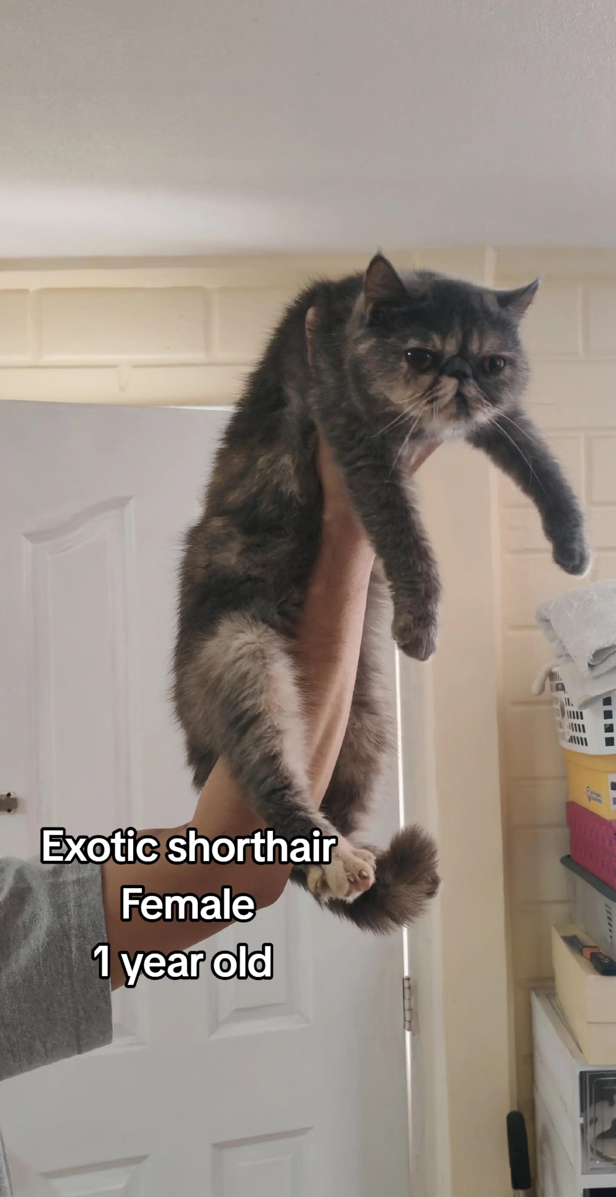 @UniqueClaw Cattery