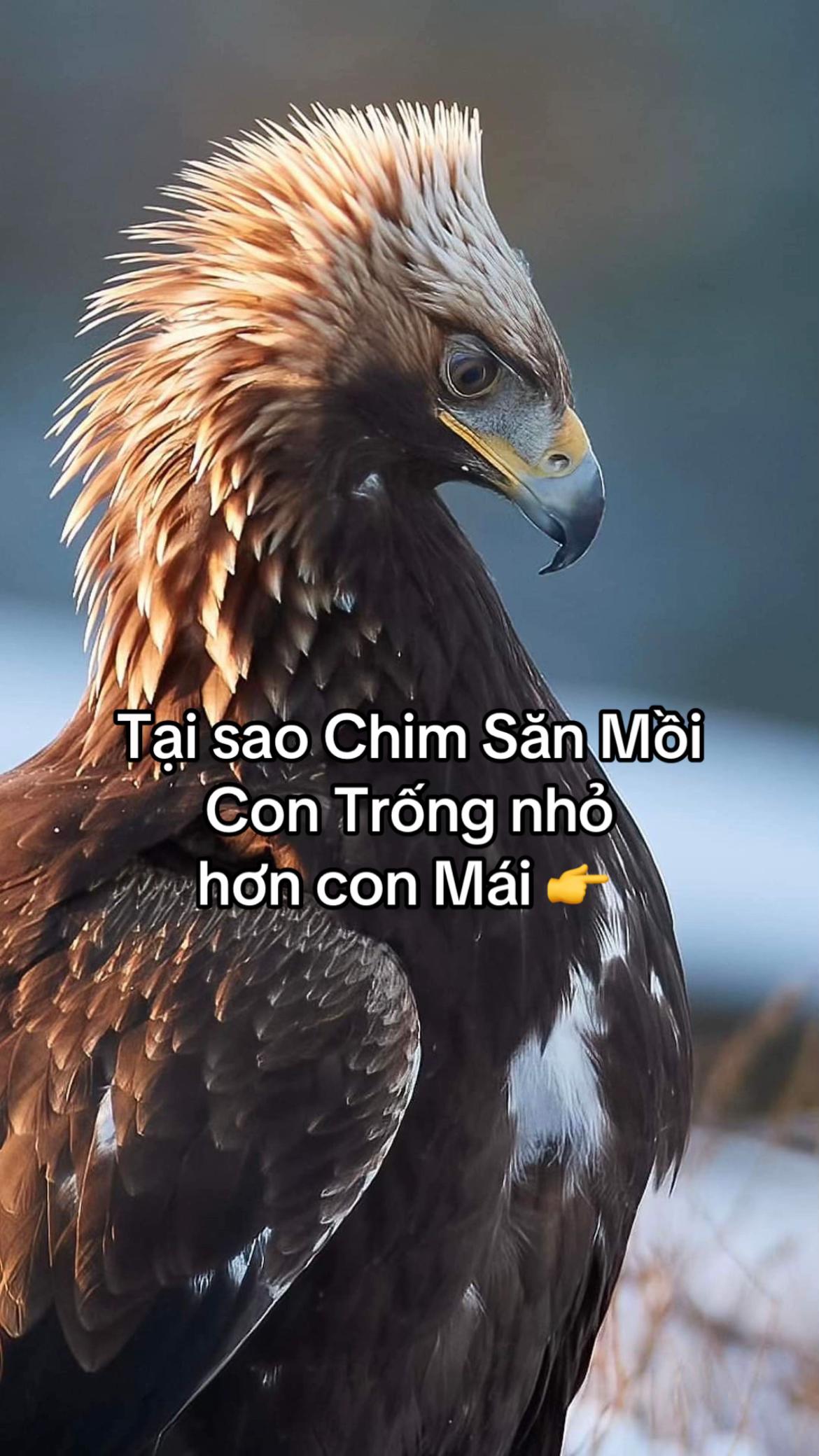 @H2 Raptor