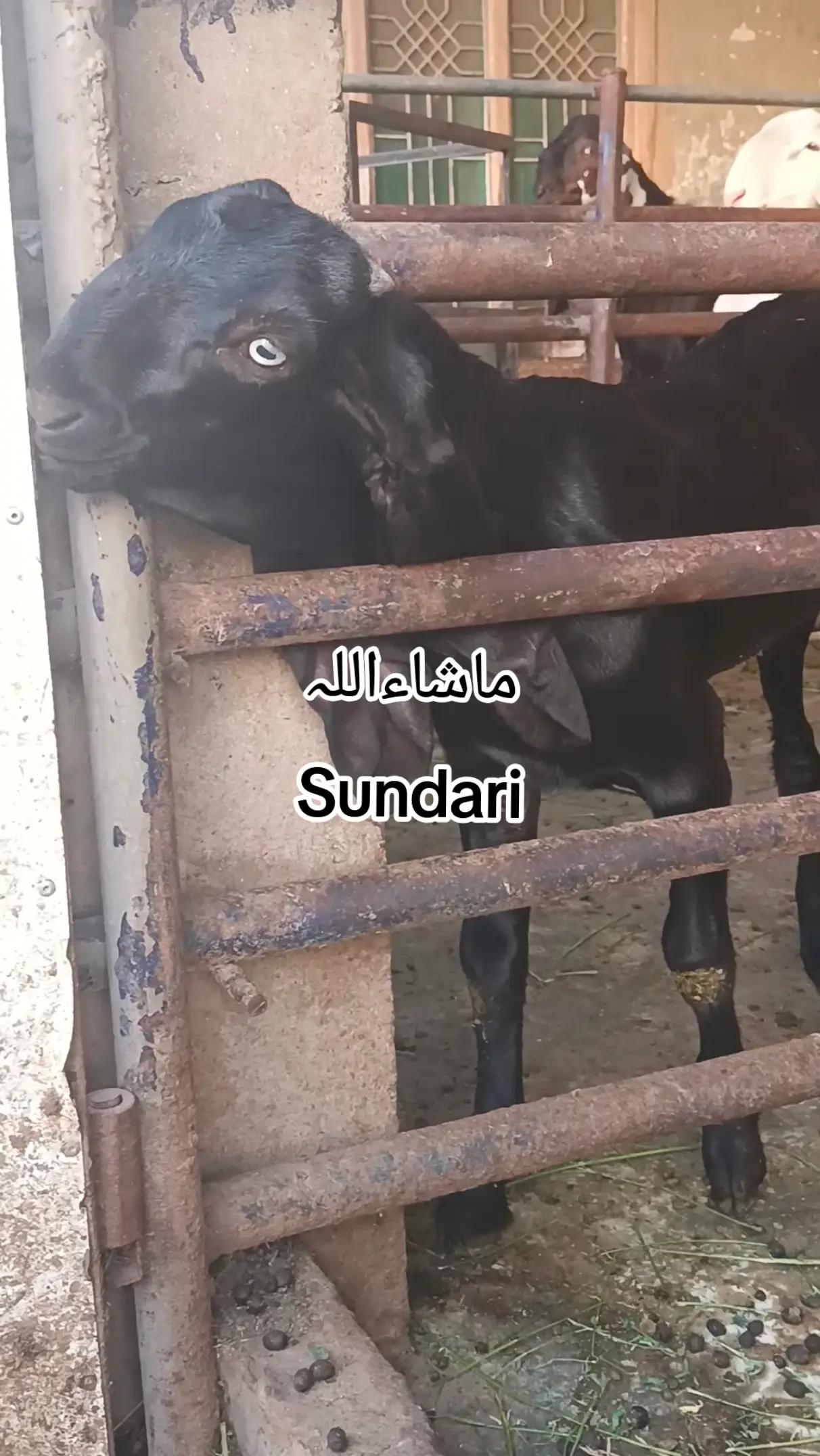 @abubakar Rajpoot