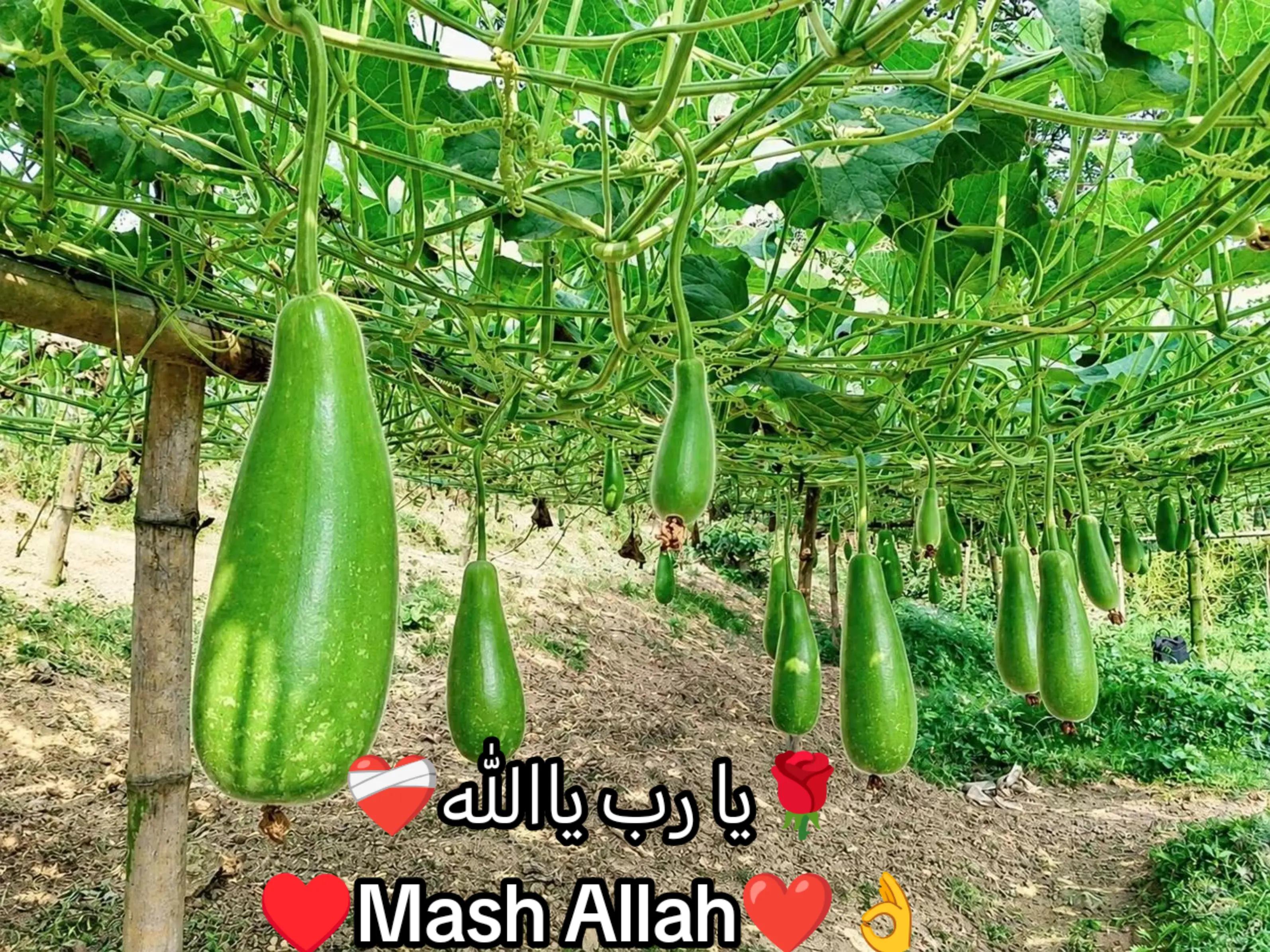 @đĩđ¸đ§đŠŲŲ
اŲ♥ī¸Kamal Ali â