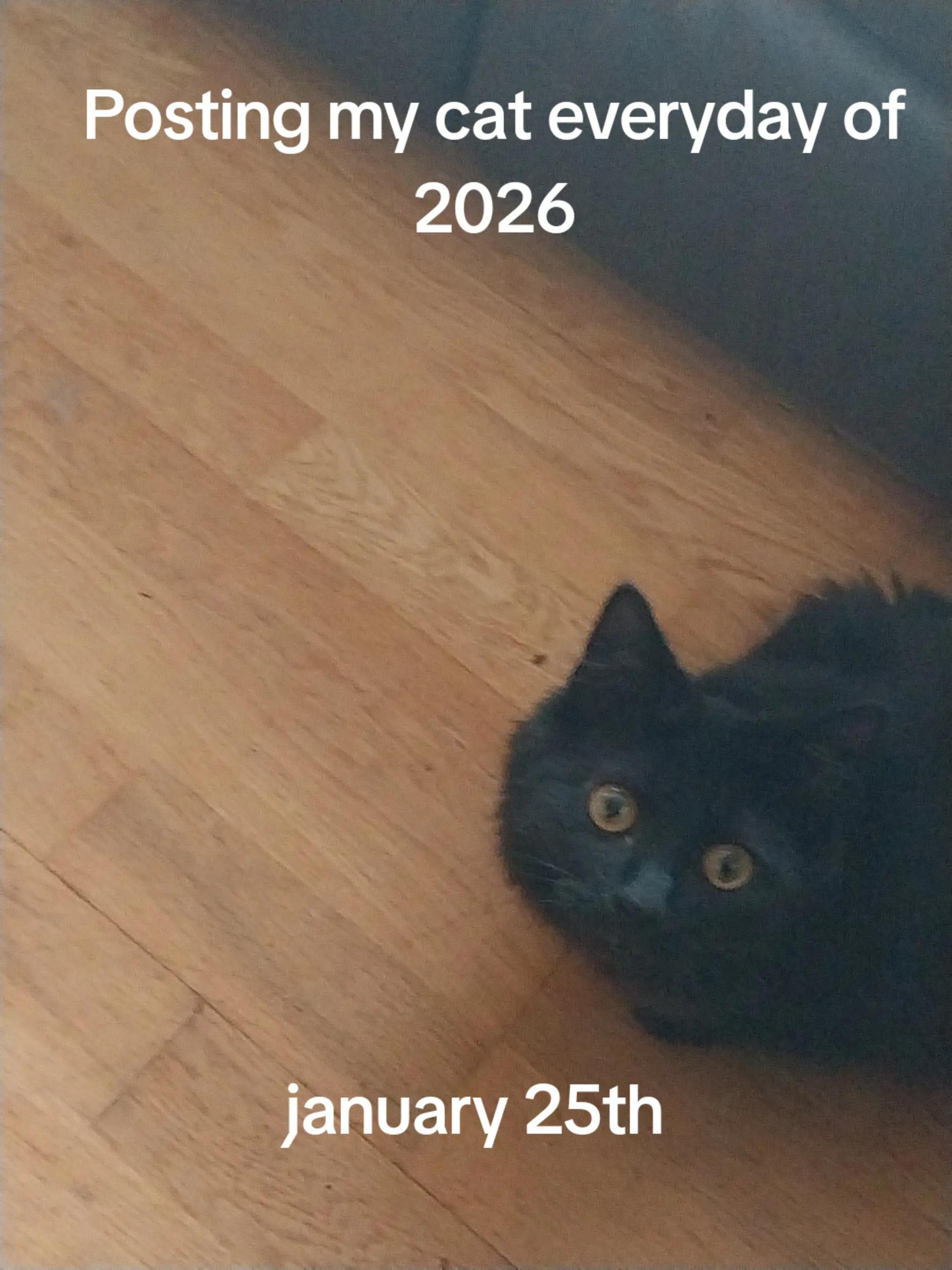@Weakest Cat Enjoyer