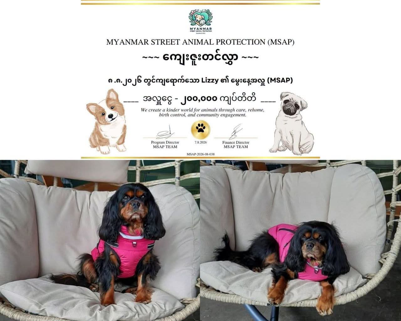 @MyanmarStreetAnimalProtection