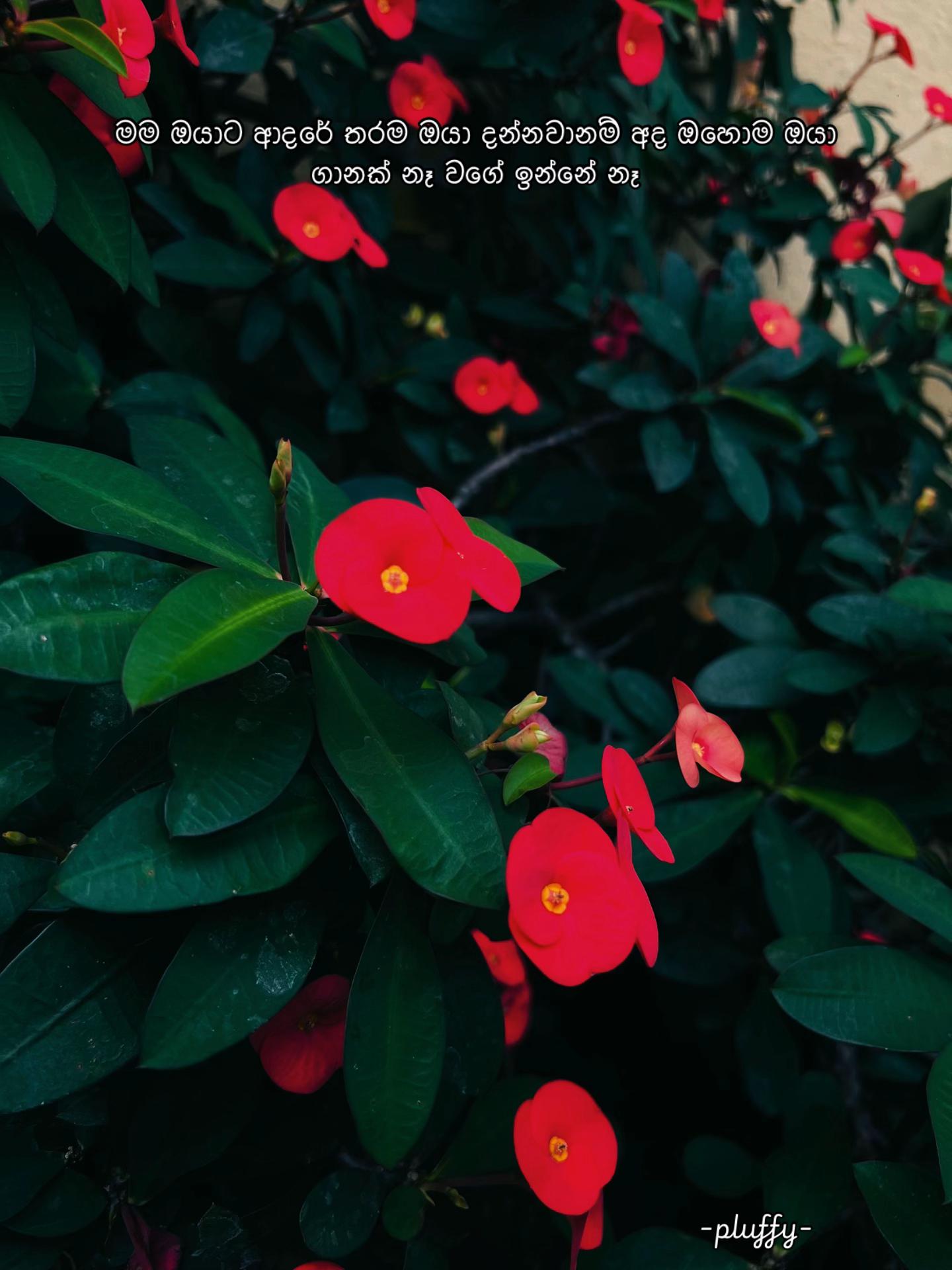 @ɴᴀᴛᴜʀᴇ ᴘʀᴏᴍɪsᴇs